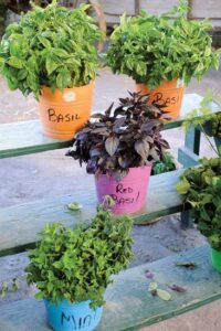 Procure the Blessings of Basil